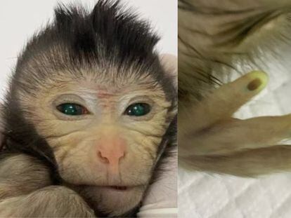 The chimeric monkey born in the Chinese laboratory had cells labeled with green fluorescent protein.