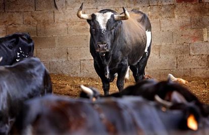The world-famous bull Rat&oacute;n, who became notorious after claiming a number of victims at local fiestas.