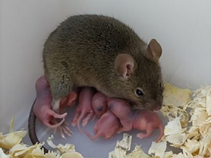 Image of the female mouse that gave birth via asexual reproduction.