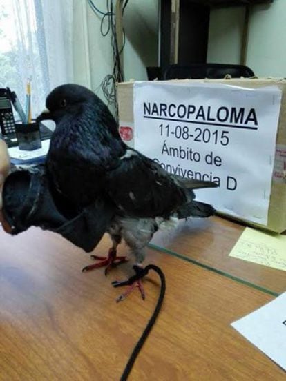 The “drug pigeon” caught inside a prison in Costa Rica.