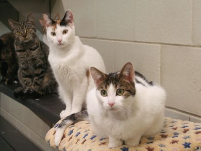 Some of the cats that participated in the study.