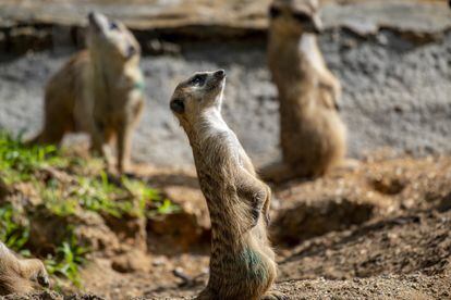 Meerkats on the lookout for predators and food in their environment at Animal Kingdom Theme Park in Florida, in 2022.