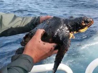 A loggerhead turtle is rescued after being found covered in fuel oil.