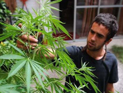 A man tends to marijuana plants in his Montevideo home.