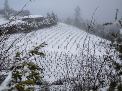 A vineyard is seen covered with snow as a massive winter storm passes along the west coast, delivering snow, freezing rains, and gusty winds, in Redwood City, California, U.S., February 24, 2023.