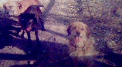 Max and Cilla (left), two of the dogs who managed to escape. Dizzy (right) was was killed as he slept.