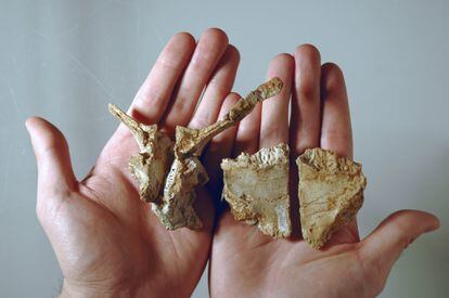 The 'Transylvanosaurus platycephalus' bones found in Romania.