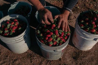 A worker harvest strawberries in Mexico.