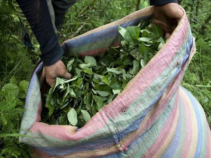 A man collects coca leaves in Nariño (Colombia).
