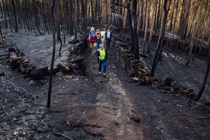 A group of volunteers walks through the forest to look for injured animals and feed any that survived the fire.