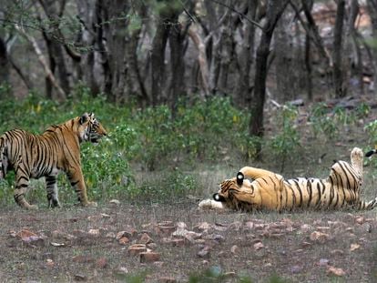 Tigers are visible at the Ranthambore National Park in Sawai Madhopur, India on April 12, 2015