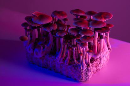 Psychoactive psylocibin mushrooms cultivated for medical use.