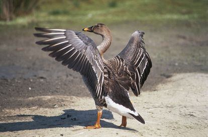 A bean goose, which used to spend the winter in Spain.