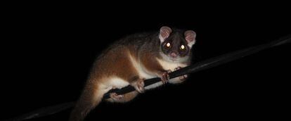 Ringtail possums in Australia were found to be possible animal reservoirs of the Buruli ulcer bacteria.
