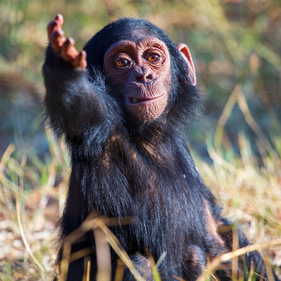 cute newborn chimpanzee