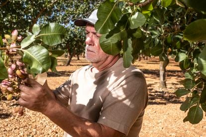 Agricultural engineer José Francisco Couceiro observes the pistachios before harvesting, at El Chaparrillo.