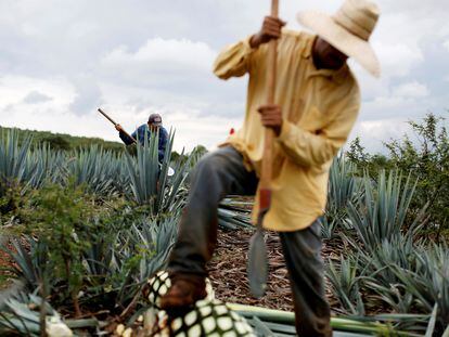 Two jimadors harvest blue agave in a plantation in Tepatitlán, in Mexico’s Jalisco State (Mexico).