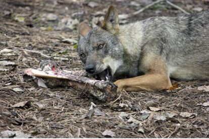 Thanks to AI techniques, researchers identified that humans accessed the meat of their prey first, while wolves consumed the remains later.