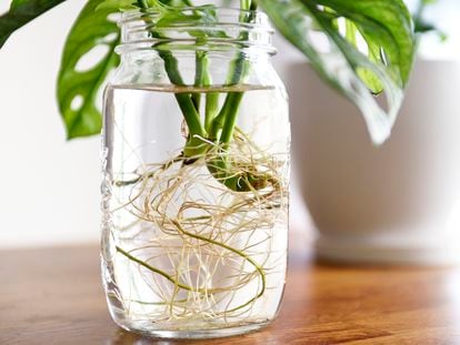 A monstera rooted in water.