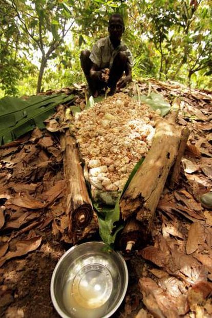 Cocoa plantations are at risk from rising temperatures.