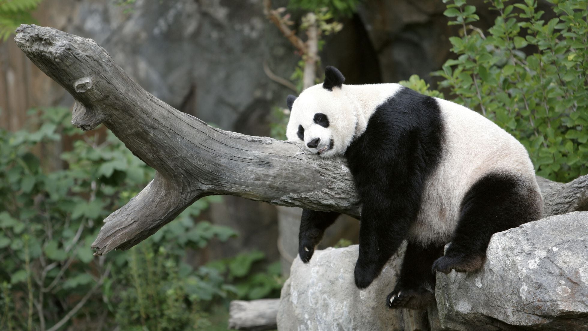 The return of a panda bear highlights battered relations between