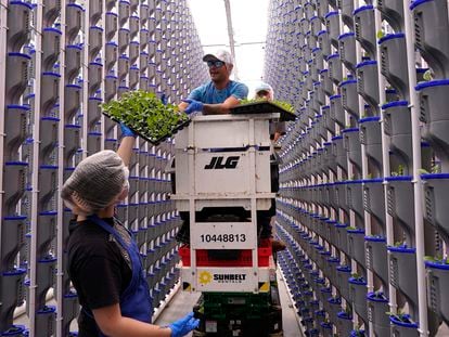 Workers hand off plants during operations at a vertical farm greenhouse in Cleburne, Texas, Aug. 29, 2023.