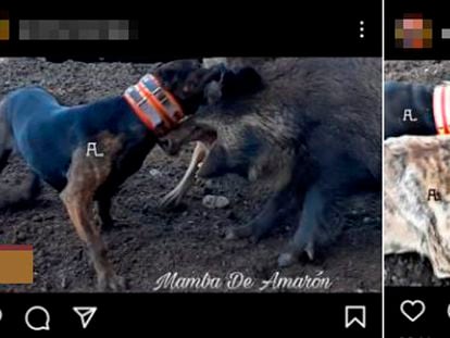 Screenshots of the videos of hunting dogs attacking other animals.