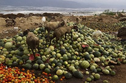 Goats eat food thrown out by farmers in Almería.