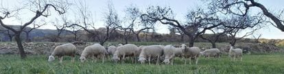 A herd of lacaune sheep.