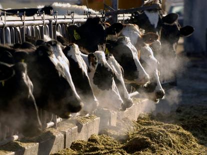 A line of Holstein dairy cows feed through a fence at a dairy farm on March 11, 2009, outside Jerome, Idaho.