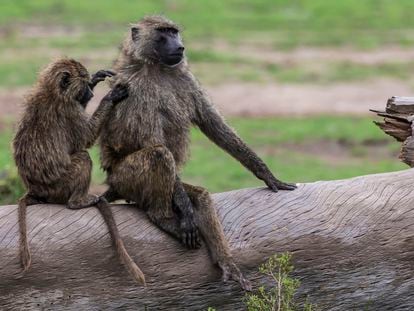 Removing lice from a fellow baboon can be a way of making alliances.