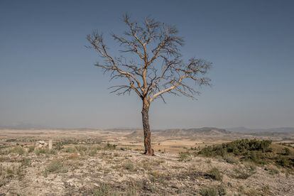 A burnt-out tree in the village of Zarcilla de Ramos, Murcia.