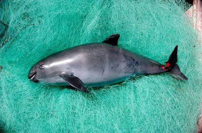 A dead vaquita porpoise.