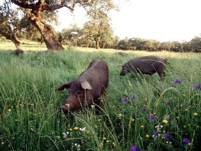 Iberian pure-breed pigs grazing in an orchard in Extremadura. 