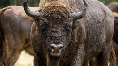 A European bison at the La Perla estate in Cubillo (Segovia).
