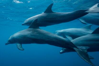 A group of bottlenose dolphins in the Indian Ocean.