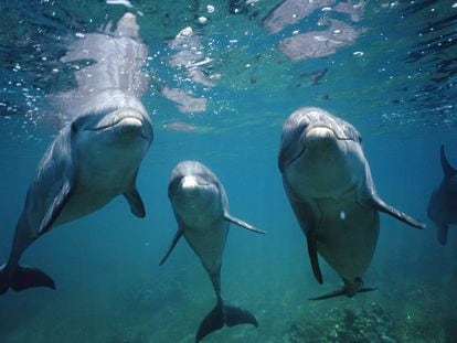 Bottlenose dolphins in Honduras.