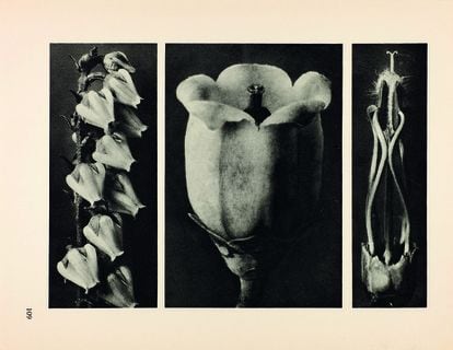 Karl Blossfeldt. Photoengraving from the portfolio ‘Unformen der Kunst’ (Original Forms of Art), 1928.