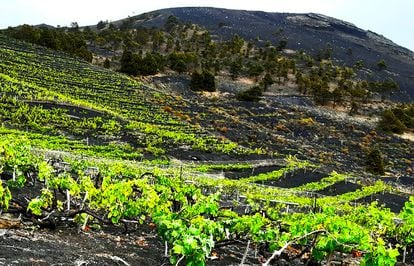 Vineyards in Teneguía, on La Palma, Canary Islands.