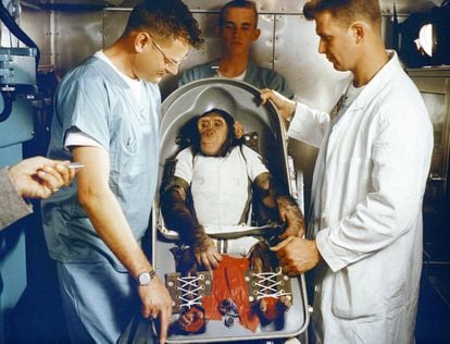 Ham — a three-year-old chimpanzee — is prepared for the MR-2 suborbital test flight. The launch of Mercury-Redstone from Cape Canaveral carried out on January 31, 1961, was successfully completed. NASA used chimpanzees and other primates to test the Mercury Capsule before launching the first American astronaut, Alan Shepard, into space, in May 1961.