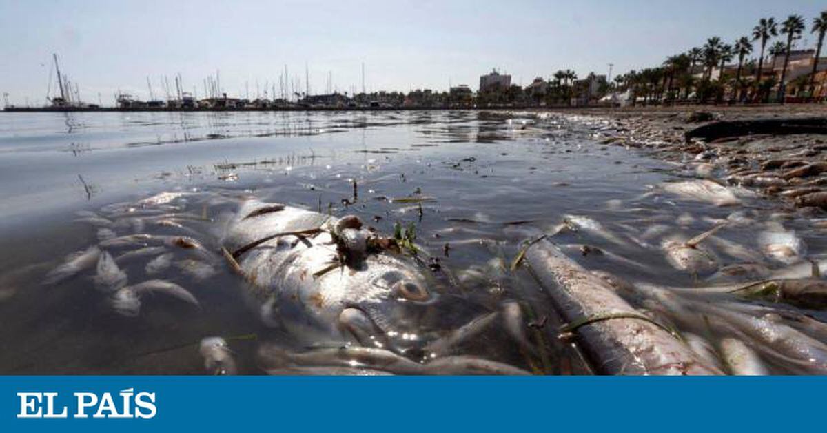 Sea pollution in Spain Why did thousands of dead fish wash up on Spain’s Mar Menor? News EL