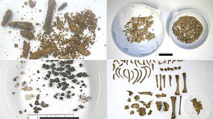 Remains of four babies exhumed between 1960 and 1970 that show the difference in skeletal degradation.