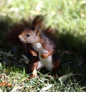 A squirrel in the Retiro park in Madrid.