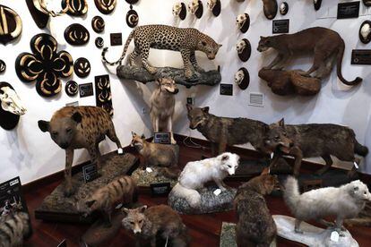 A corner reserved for felines and canines in Marcial Gómez Sequeira’s collection.