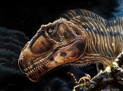 Meraxes giga had a 1.27 meter long skull and it is possible that it had ornamentation in the area of the snout and around the eyes, like many other carcharodontosaurids.