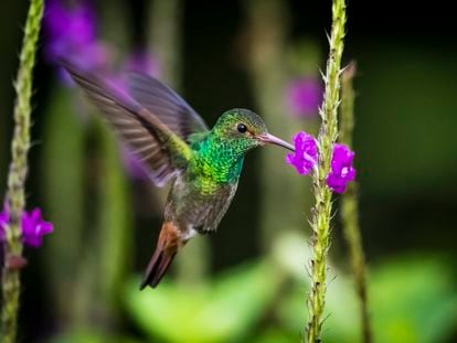 A hummingbird drinks nectar from a flower while flying, in the Arenal Volcano National Park, Costa Rica.