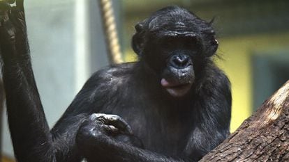 A bonobo monkey named Bili in his time-out enclosure at Wuppertal Zoo in Germany.