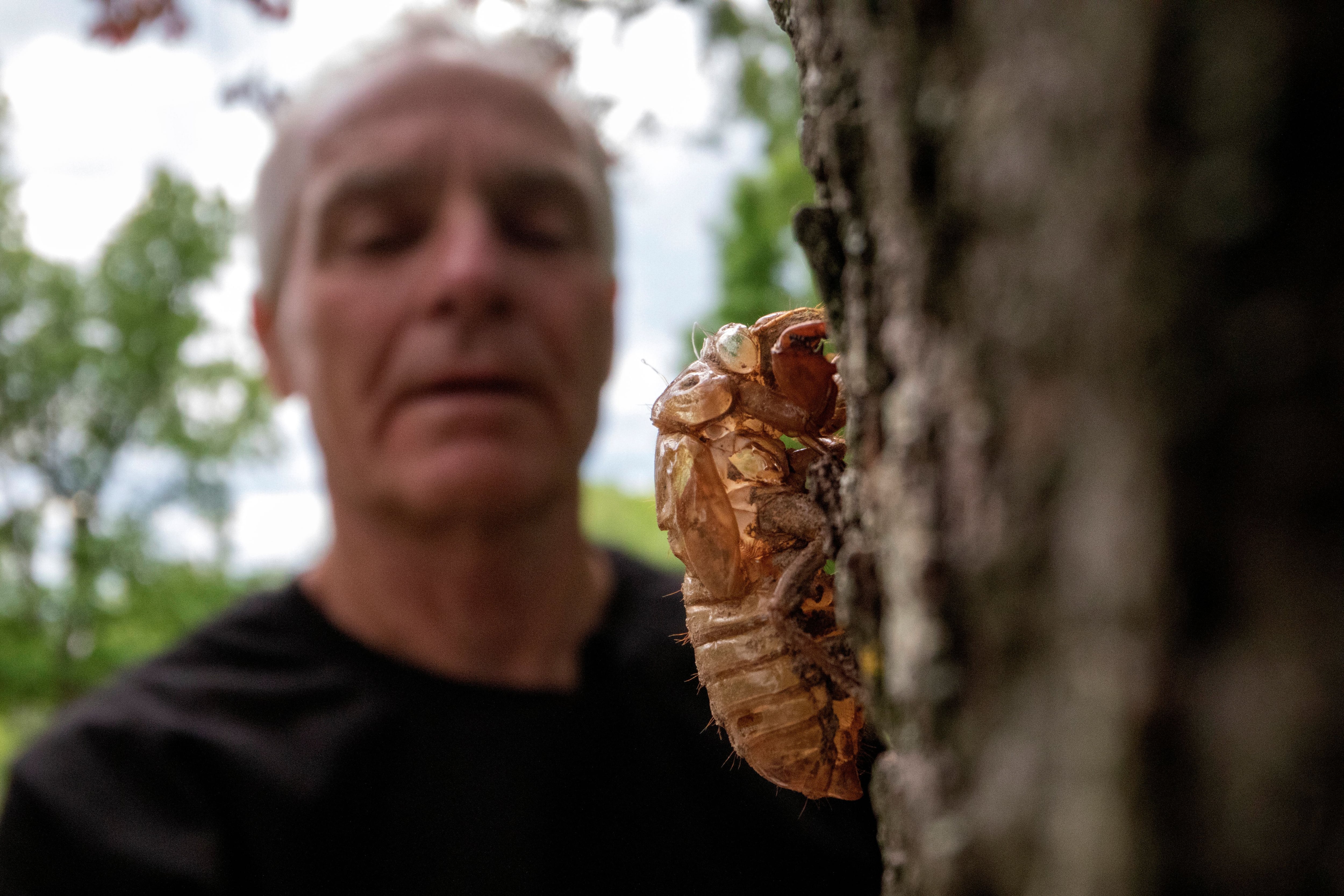 Entomologist Michael Raupp with a cicada at Maryland University.
