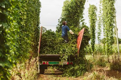 The harvesting of hops on the Hijos de Rivera farm next to the Mabegondo Agricultural Research Center in Galicia, Spain. 