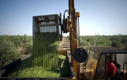 Olives being harvested in Mor&oacute;n de la Frontera, Seville